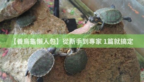 烏龜的家|【養烏龜懶人包】：從新手到專家，1篇就搞定